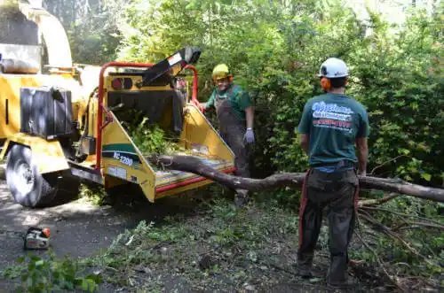 tree services St. John